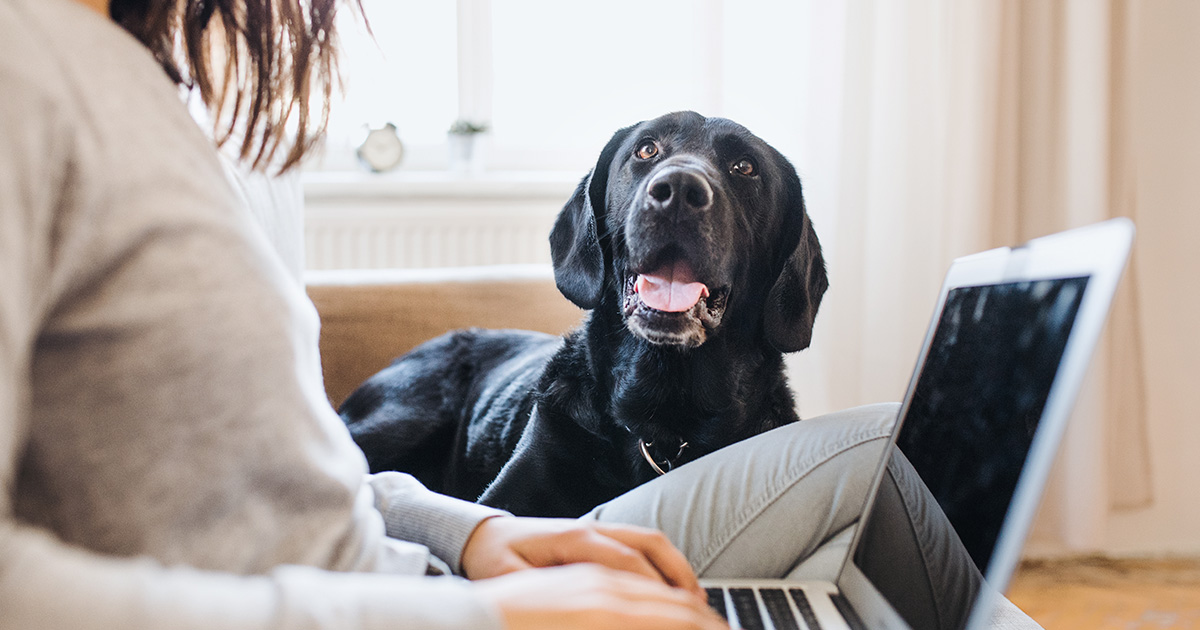 Comment choisir son chien en appartement ? Tout savoir