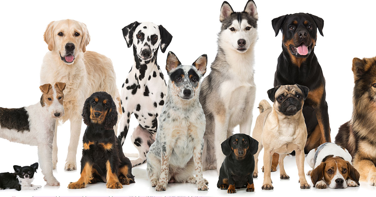 Top 20 Des Races De Chiens Les Plus Appr ci es Par Les Europ ens Top 20 Des Races De Chiens Les Plus Appr ci es Par Les Europ ens